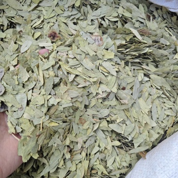 番泻叶各种规格番泻叶齐全批发零售量大从优
