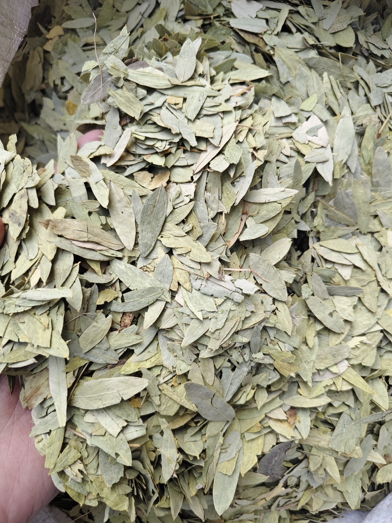 番泻叶各种规格番泻叶齐全批发零售量大从优