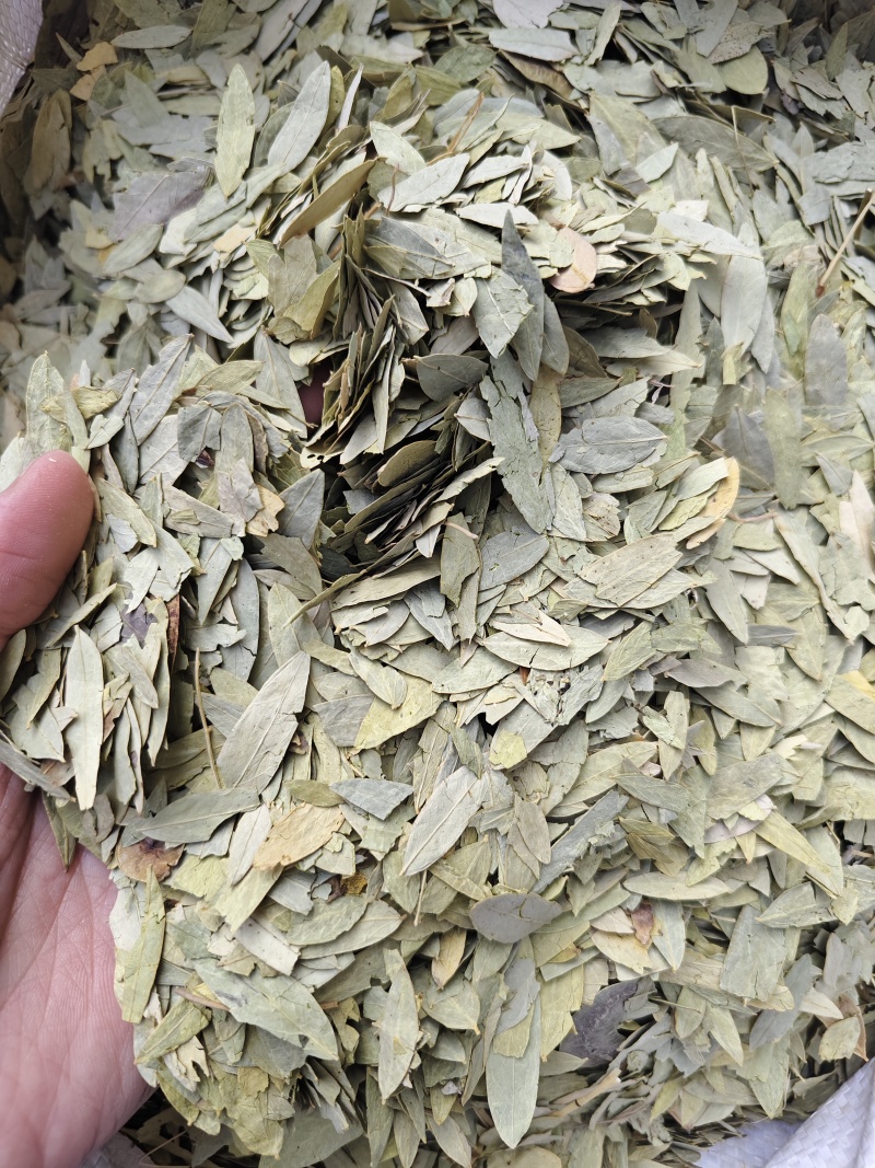 番泻叶各种规格番泻叶齐全批发零售量大从优