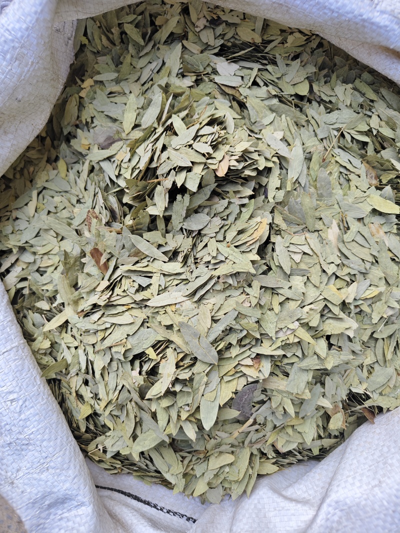 番泻叶各种规格番泻叶齐全批发零售量大从优