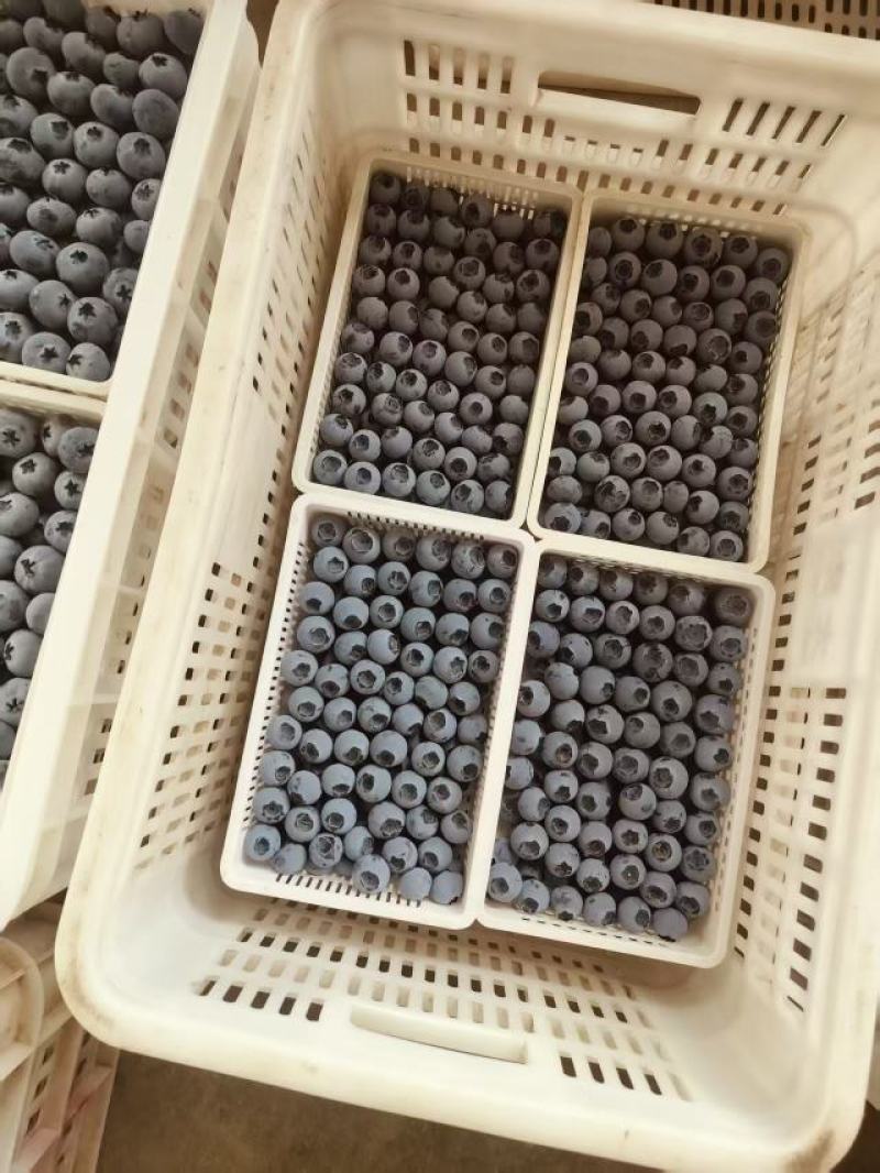 优质蓝莓产地大量现货，全国发货，货到付款