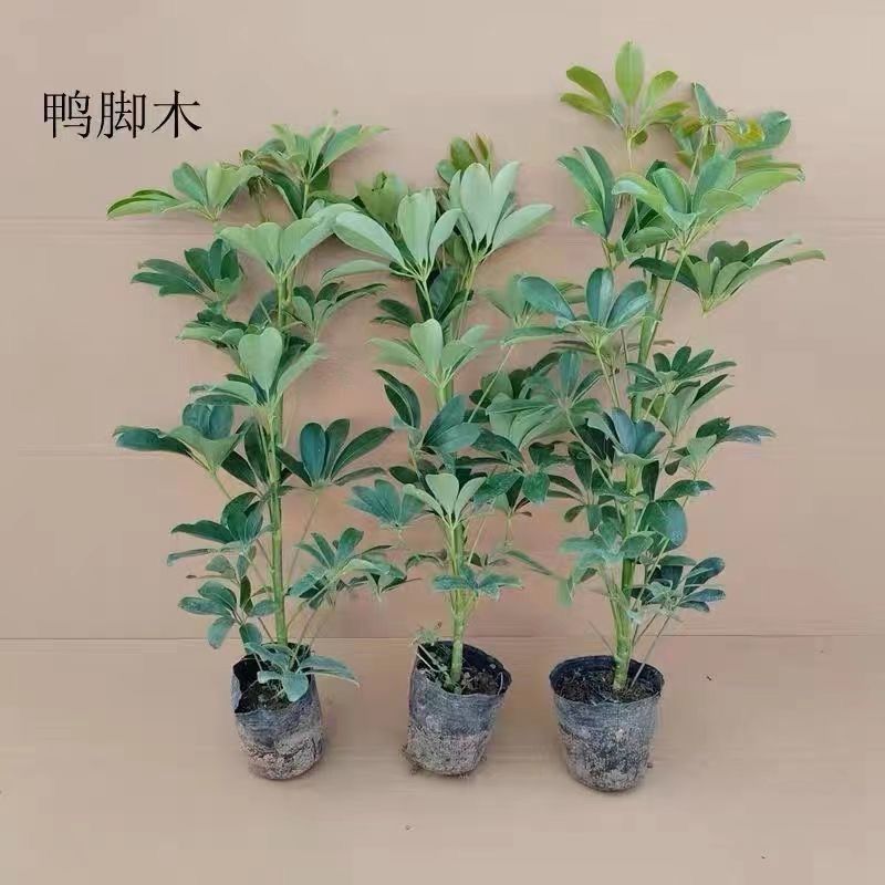 大型室内客厅盆栽花卉八方来财鸭脚木绿植