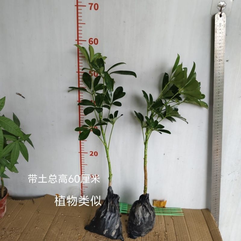 大型室内客厅盆栽花卉八方来财鸭脚木绿植