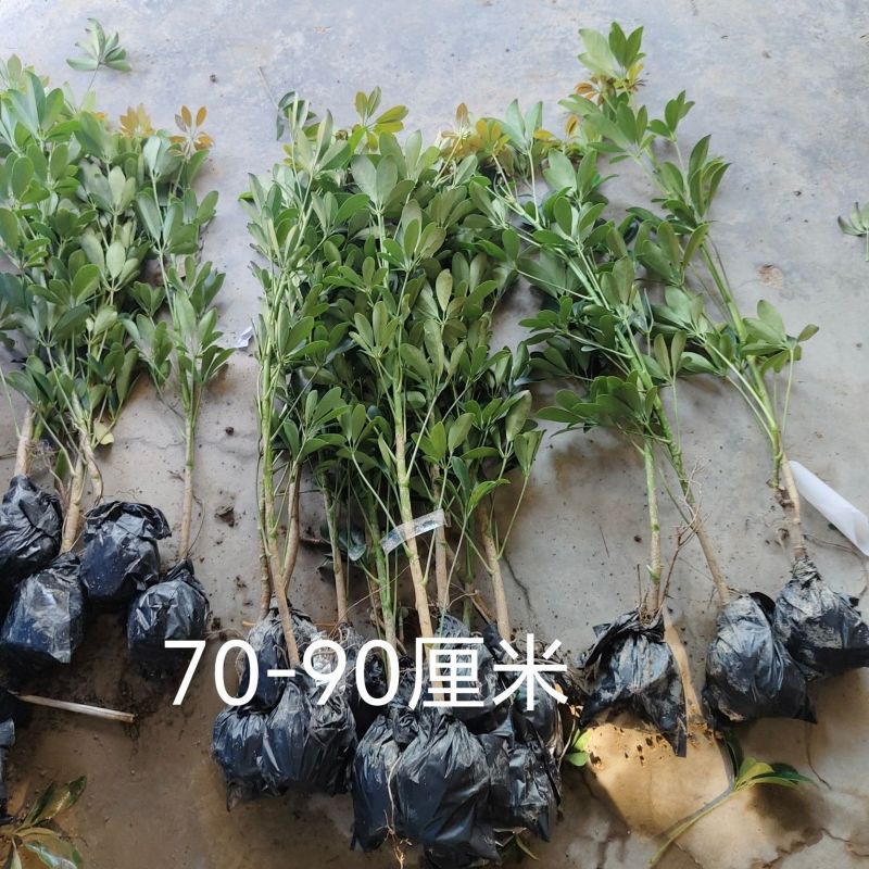 大型室内客厅盆栽花卉八方来财鸭脚木绿植