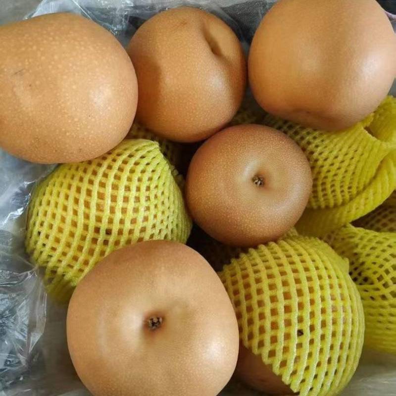 秋月梨