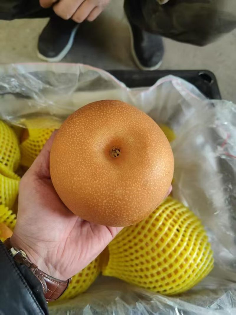 秋月梨