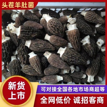 头茬羊肚菌鲜品产地直供量大从优欢迎采购保质