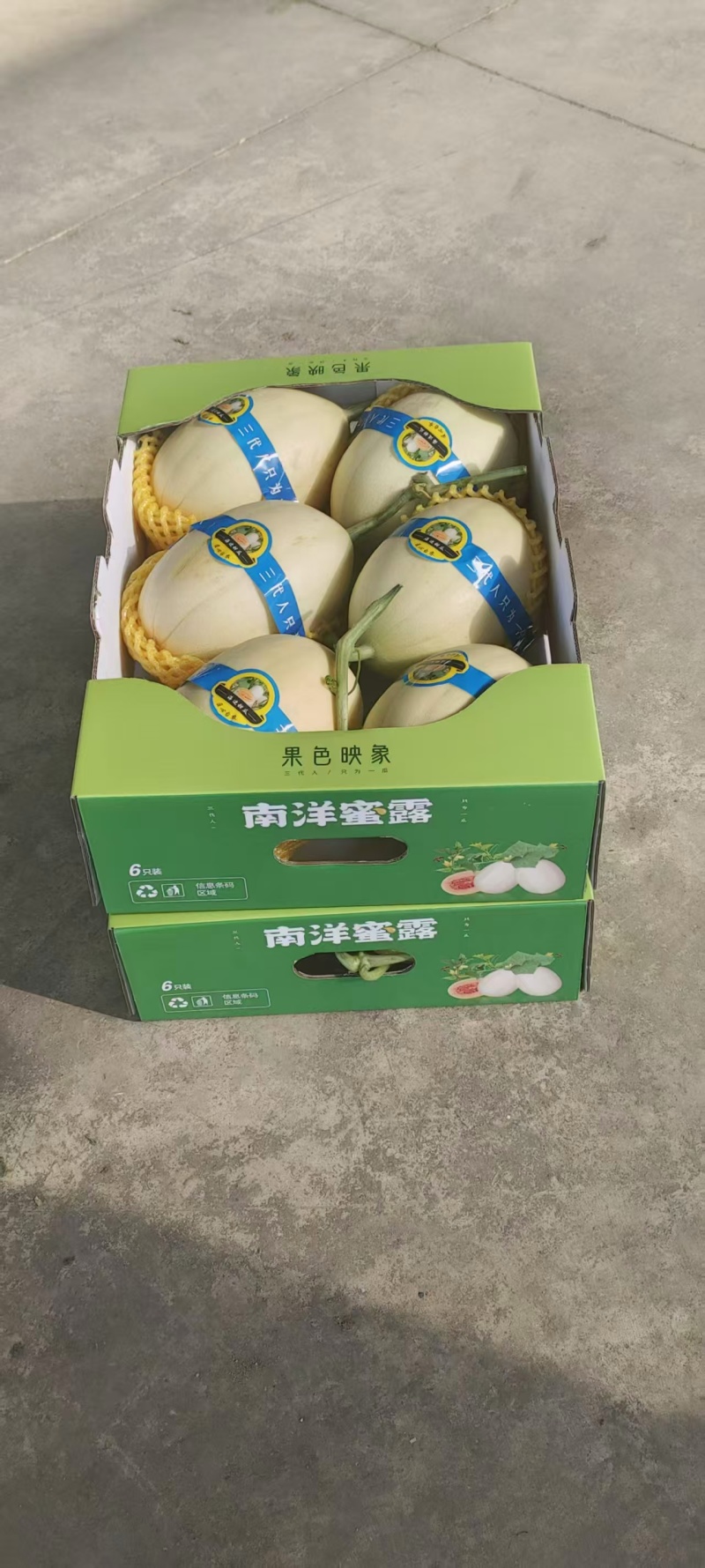 【现货】浙江特级玉菇甜瓜上市啦！欢迎各位老板来电洽谈