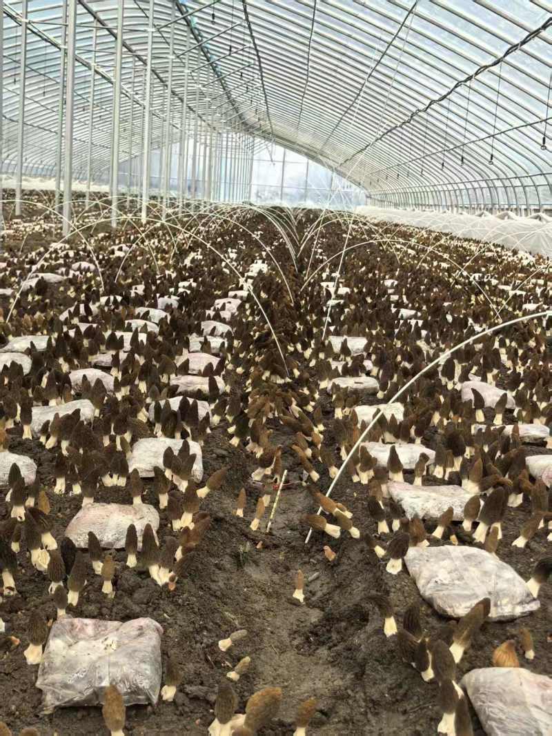 头茬羊肚菌鲜品产地直供量大从优欢迎采购保质
