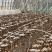 头茬羊肚菌鲜品产地直供量大从优欢迎采购保质