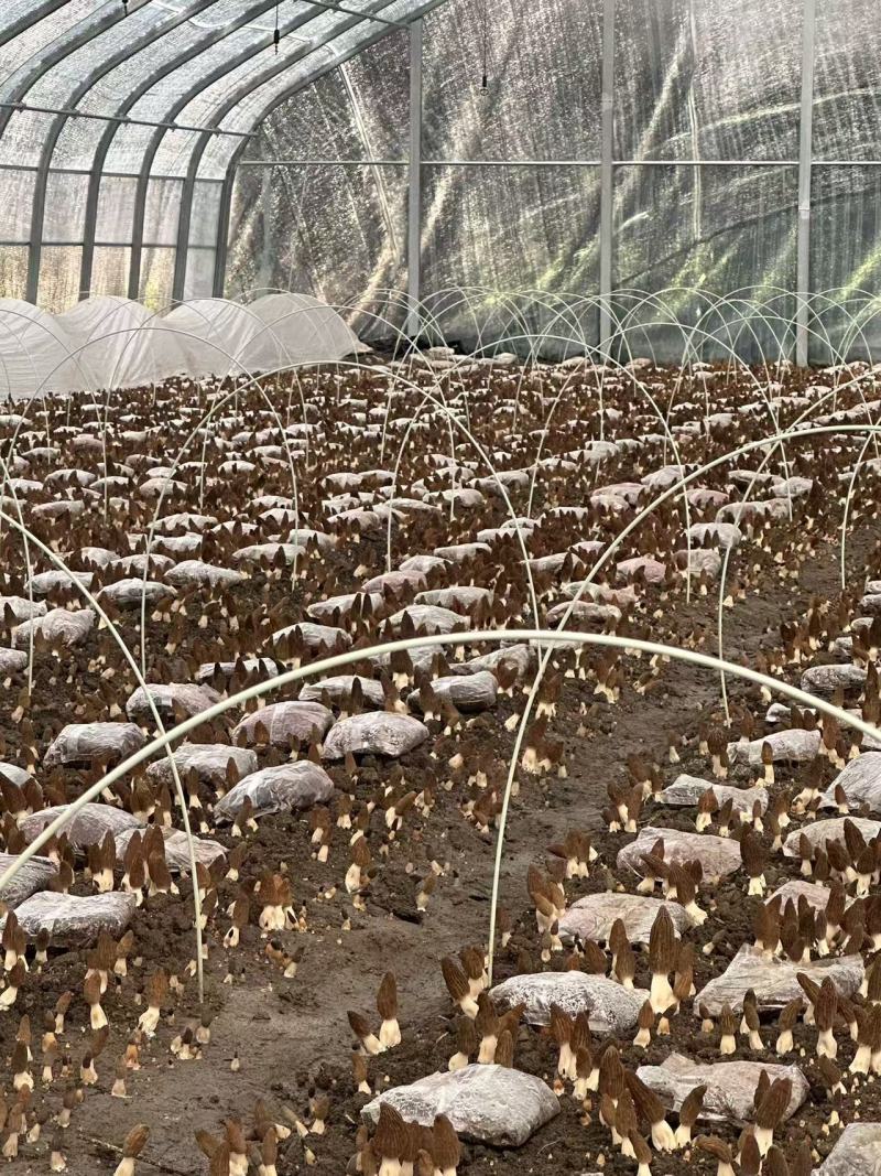 头茬羊肚菌鲜品产地直供量大从优欢迎采购保质