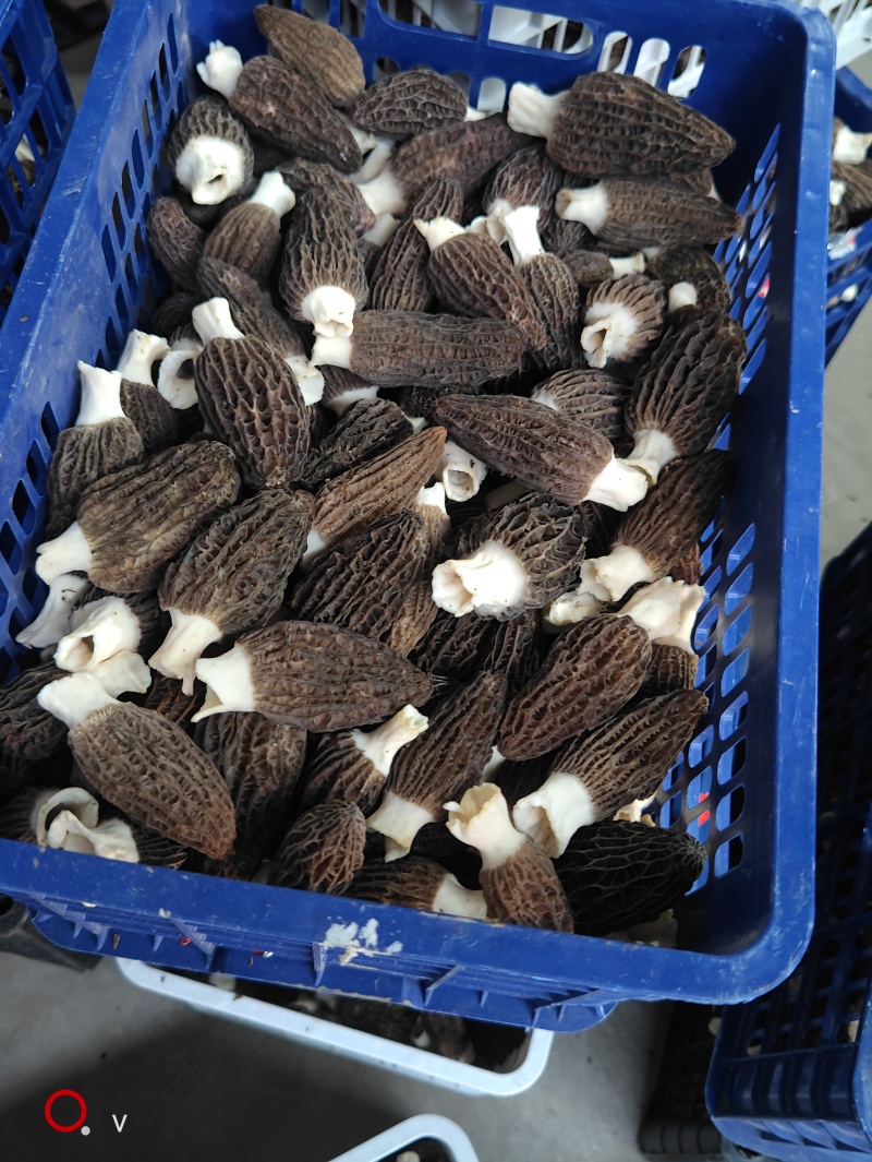 头茬羊肚菌鲜品产地直供量大从优欢迎采购保质