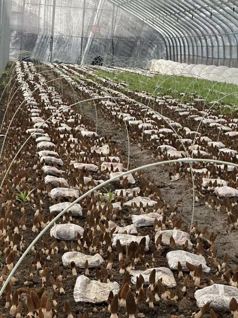 头茬羊肚菌鲜品产地直供量大从优欢迎采购保质