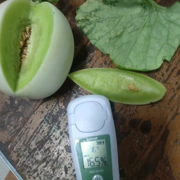 精品东方蜜甜瓜种植基地直发新鲜上市现摘现发甜到心里