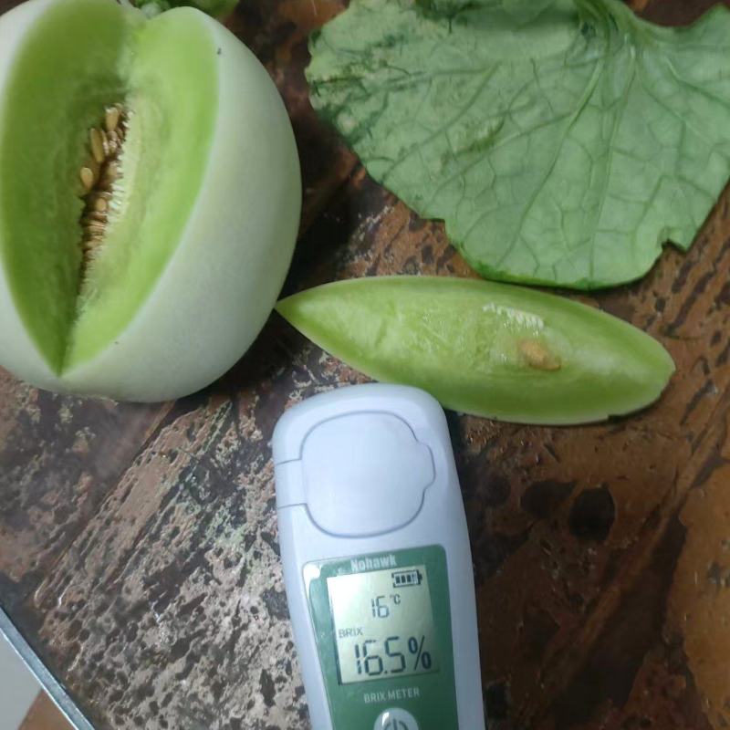 精品东方蜜甜瓜种植基地直发新鲜上市现摘现发甜到心里