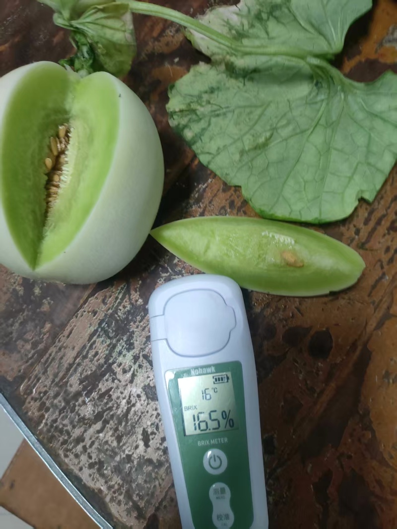 精品东方蜜甜瓜种植基地直发新鲜上市现摘现发甜到心里