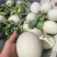 精品东方蜜甜瓜种植基地直发新鲜上市现摘现发甜到心里