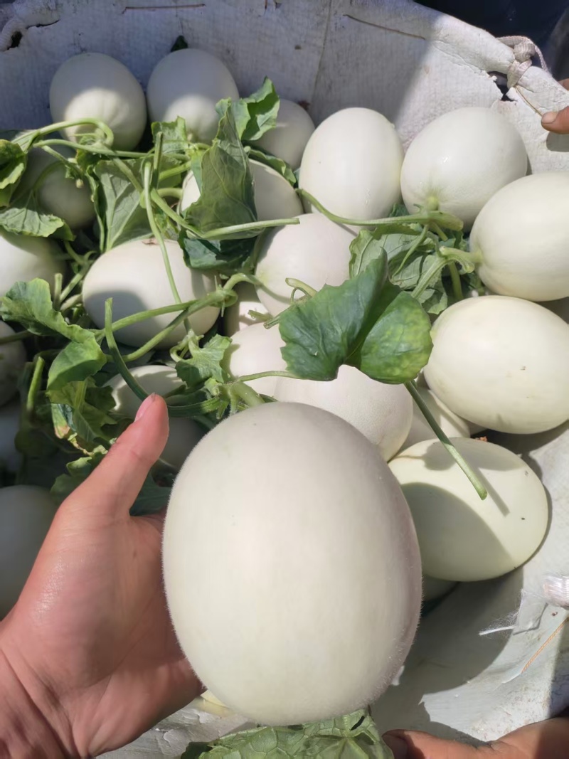 精品东方蜜甜瓜种植基地直发新鲜上市现摘现发甜到心里