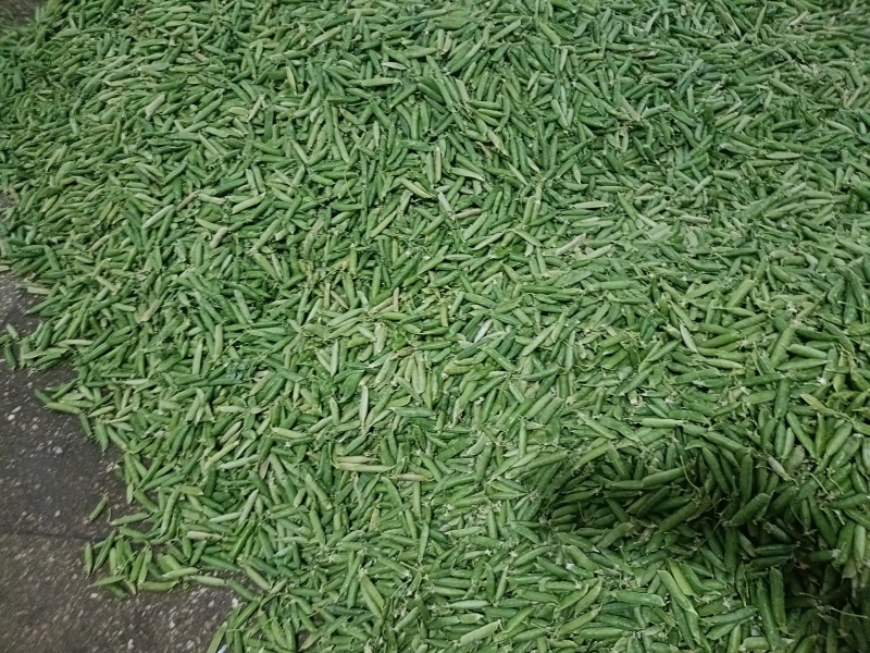 碗豆