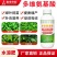 奥丰多维氨基酸绿叶提苗促花促果提质增产补充营养农用水溶肥