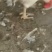 二年老公鸡