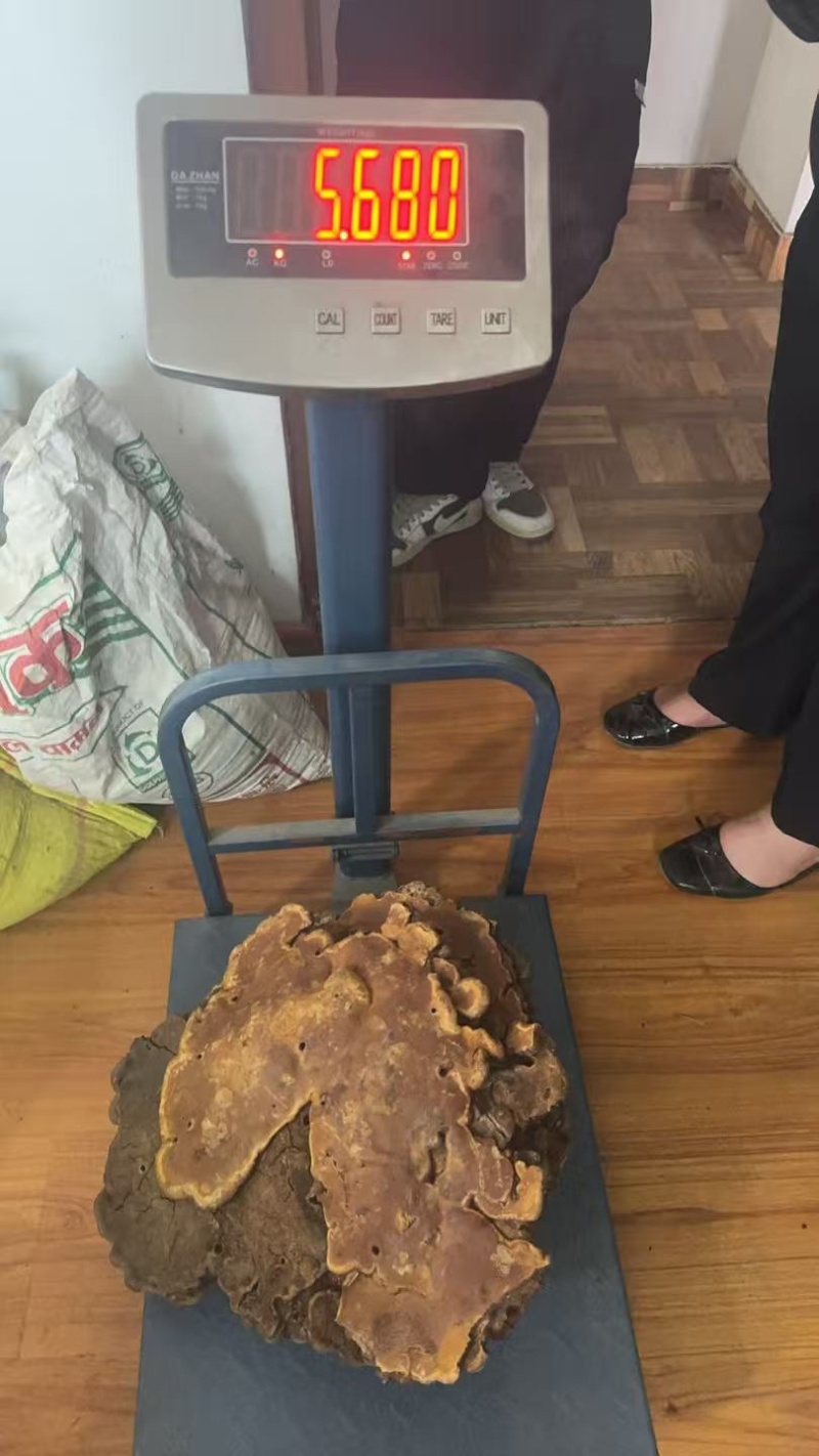 野生红豆杉灵芝/一手直供各大市场～电商。