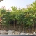 2603供应植树节造林乡村绿化树型仁面子树