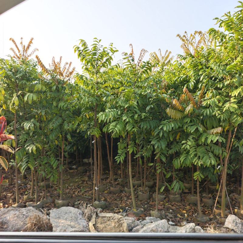 2603供应植树节造林乡村绿化树型仁面子树