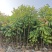2603供应植树节造林乡村绿化树型仁面子树