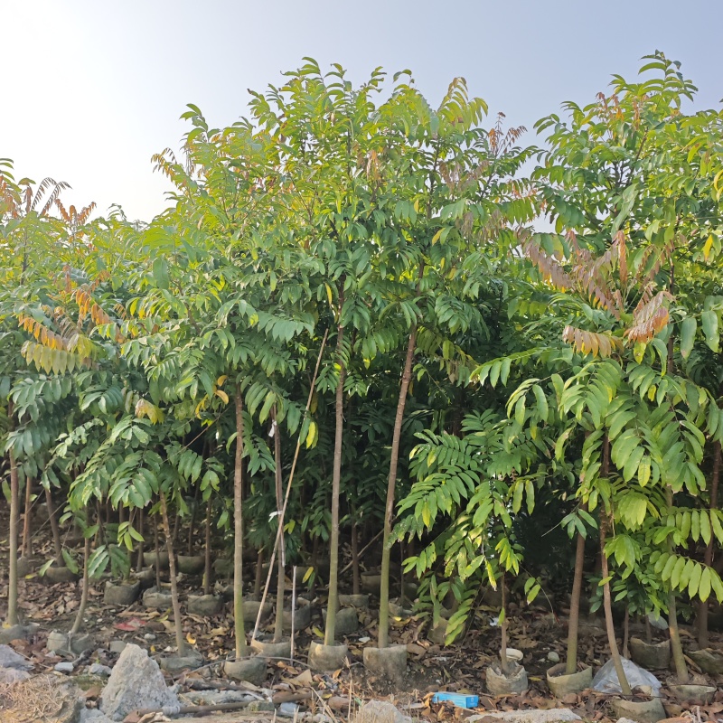 2603供应植树节造林乡村绿化树型仁面子树