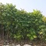 2603供应植树节造林乡村绿化树型仁面子树