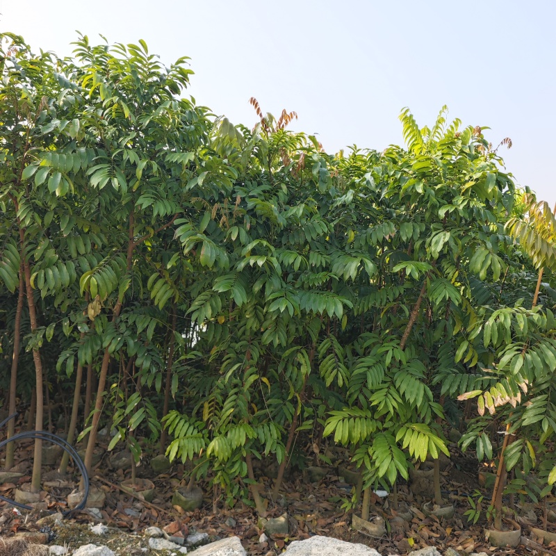 2603供应植树节造林乡村绿化树型仁面子树