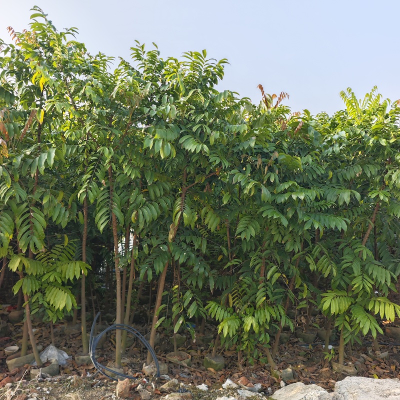 2603供应植树节造林乡村绿化树型仁面子树
