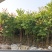 2603供应植树节造林乡村绿化树型仁面子树