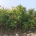2603供应植树节造林乡村绿化树型仁面子树