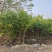 2603供应植树节造林乡村绿化树型仁面子树