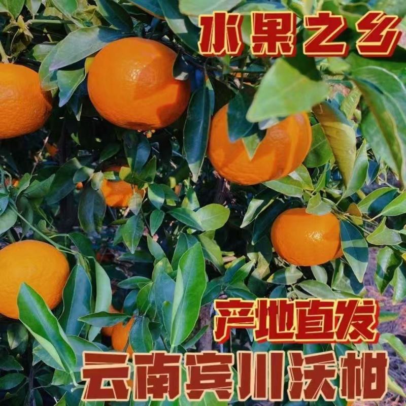 云南宾川沃柑，纯甜无酸，比任何柑橘都甜！皮薄肉厚汁多，果