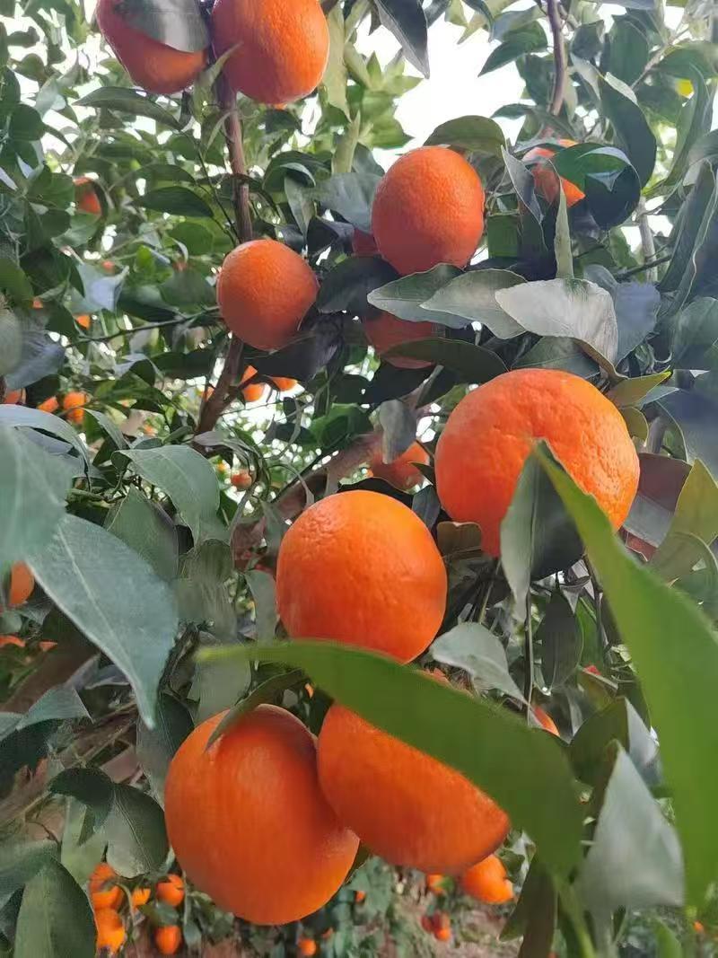 云南宾川沃柑，纯甜无酸，比任何柑橘都甜！皮薄肉厚汁多，果