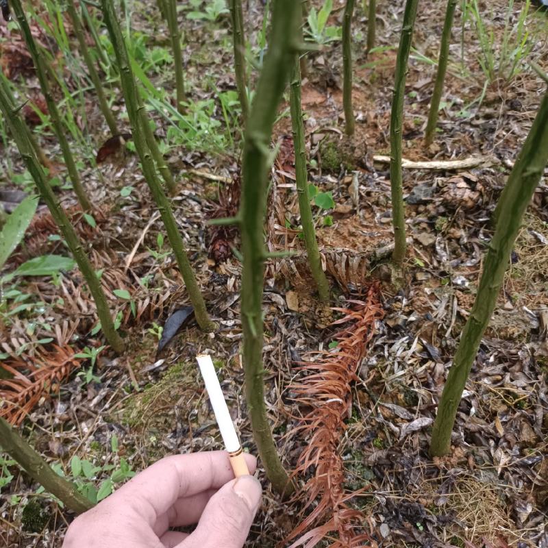 积壳苗