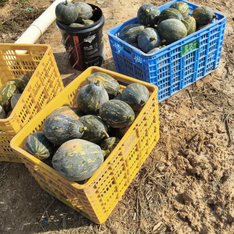 精品广东江门香芋南瓜产地直发一手货源品质保障