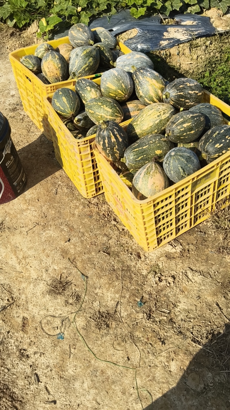 精品广东江门香芋南瓜产地直发一手货源品质保障