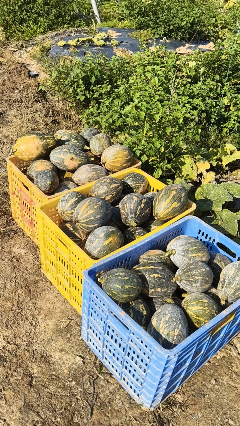 精品广东江门香芋南瓜产地直发一手货源品质保障