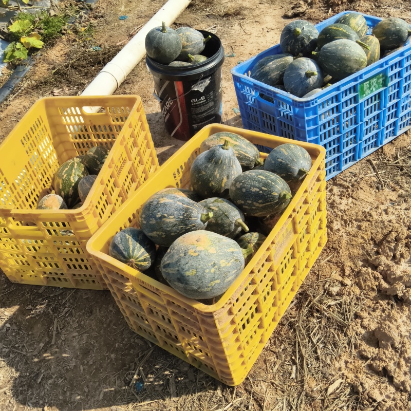 精品广东江门香芋南瓜产地直发一手货源品质保障