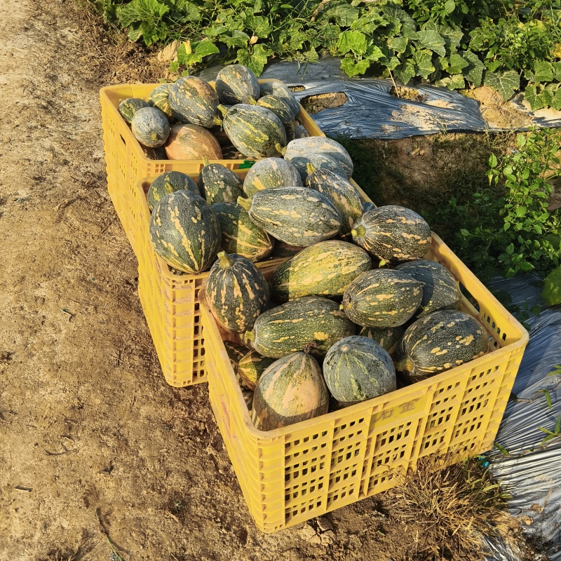 精品广东江门香芋南瓜产地直发一手货源品质保障