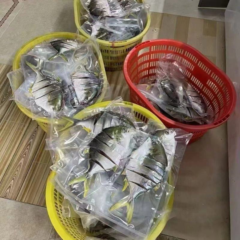 金鲳鱼