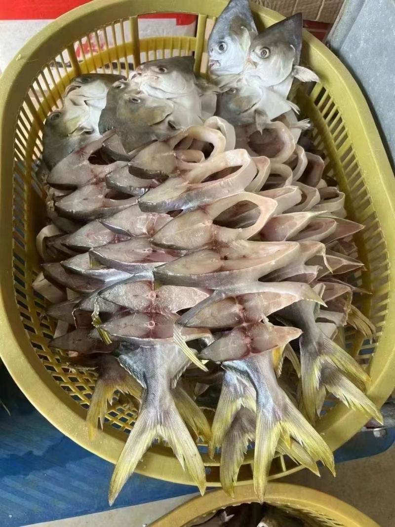 金鲳鱼