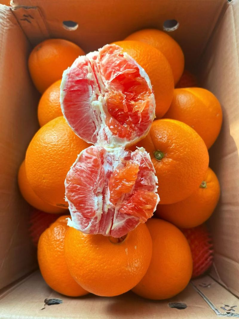 红橙+长虹