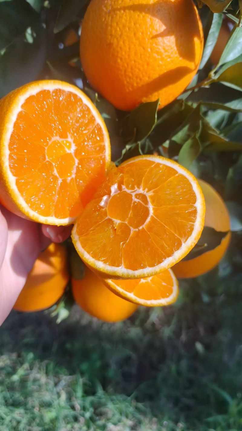 红橙+长虹