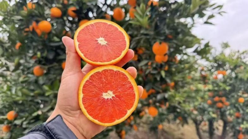 红橙+长虹