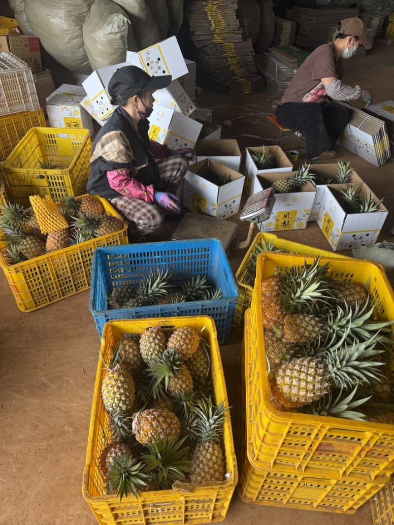 金砖凤梨一件代发源头产地直发，货源稳定欢迎电商直播老板